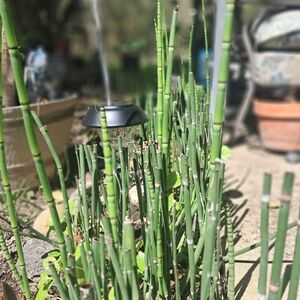 Horsetail, Approximately 25 Reeds w/ Roots